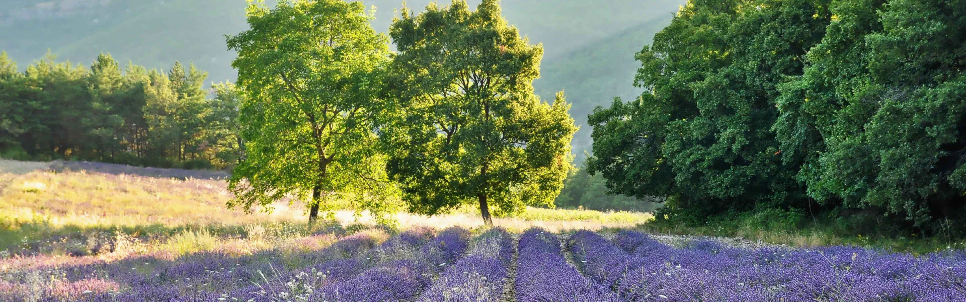 Rethink header image